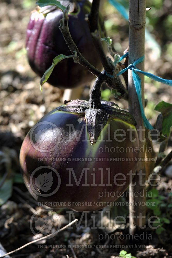 Solanum Prosperosa (Eggplant vegetable) 1  