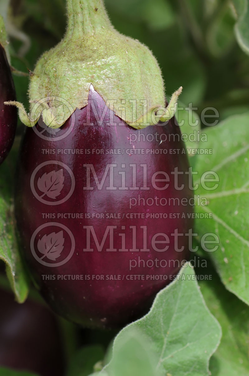 Solanum Amethyst (Eggplant vegetable) 1  