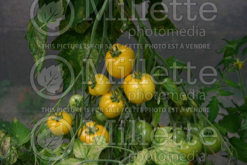Solanum Anna Hermann (Tomato vegetable - tomate) 1  