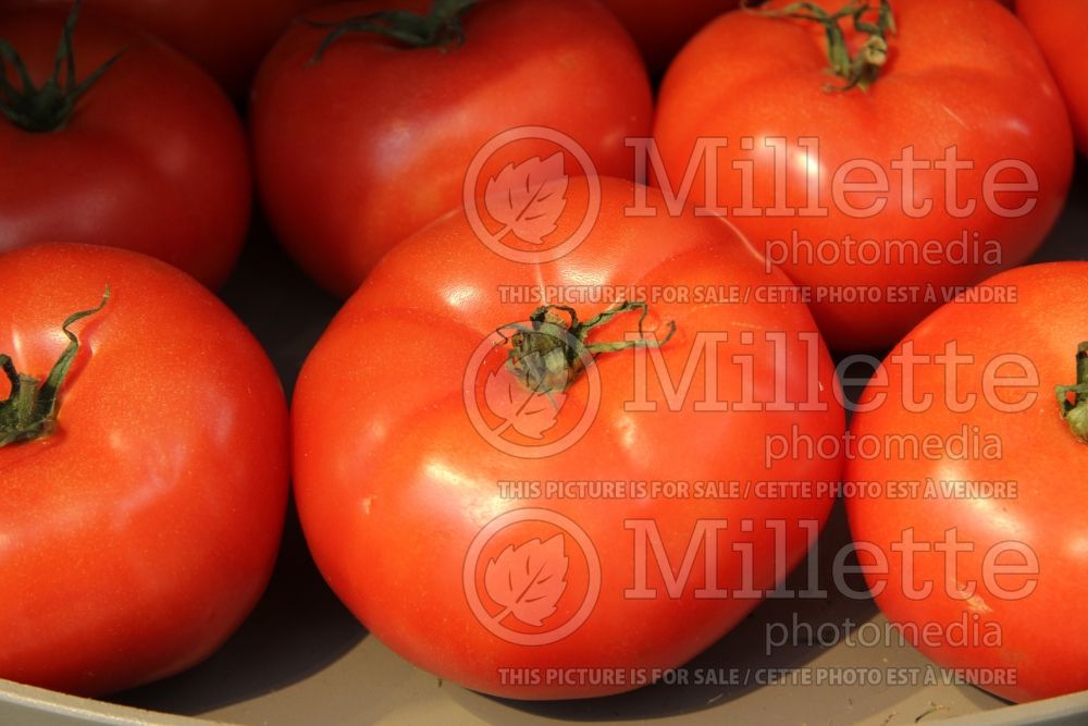 Solanum Big Beef (Tomato vegetable - tomate) 2  