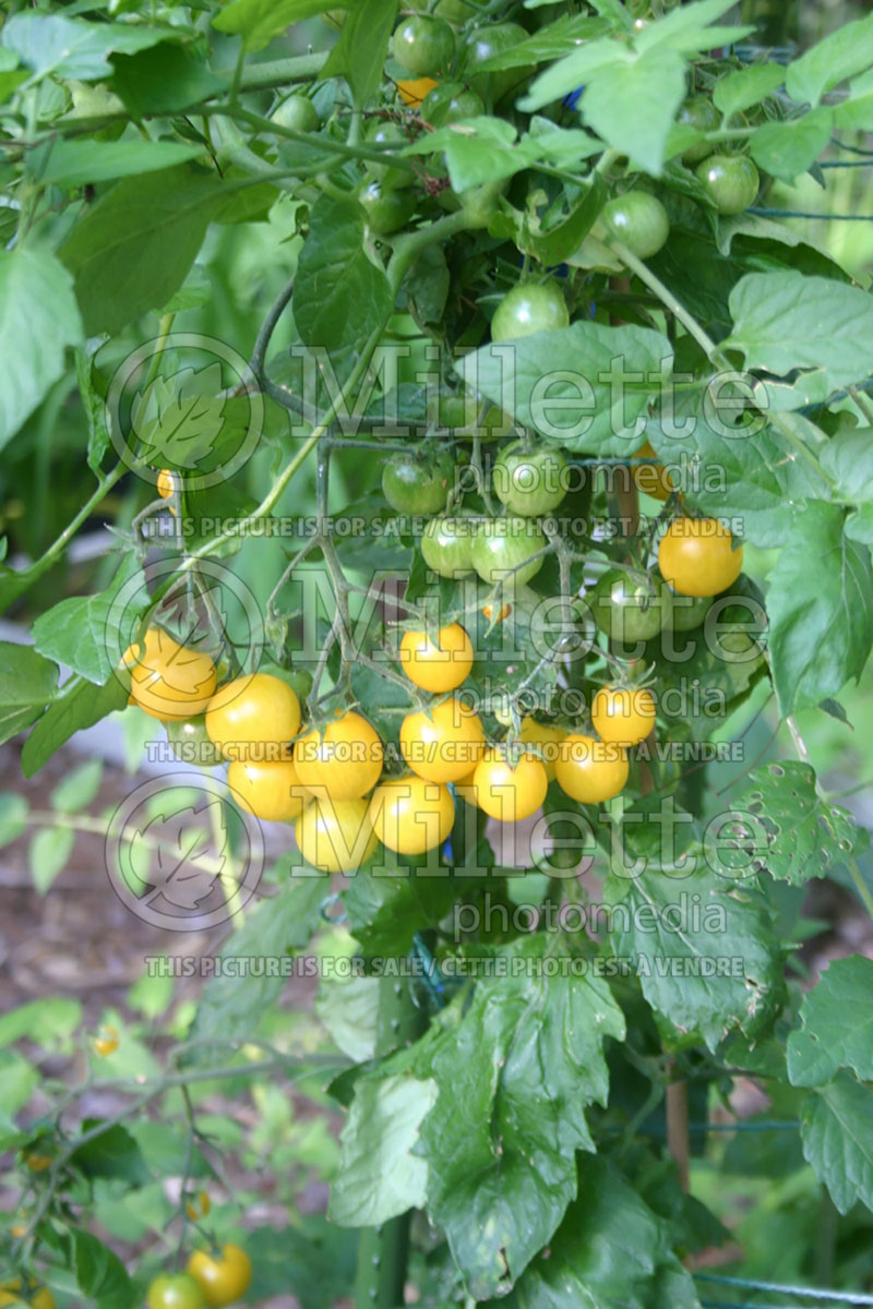 Solanum Sweet Gold (Tomato vegetable - tomate) 2