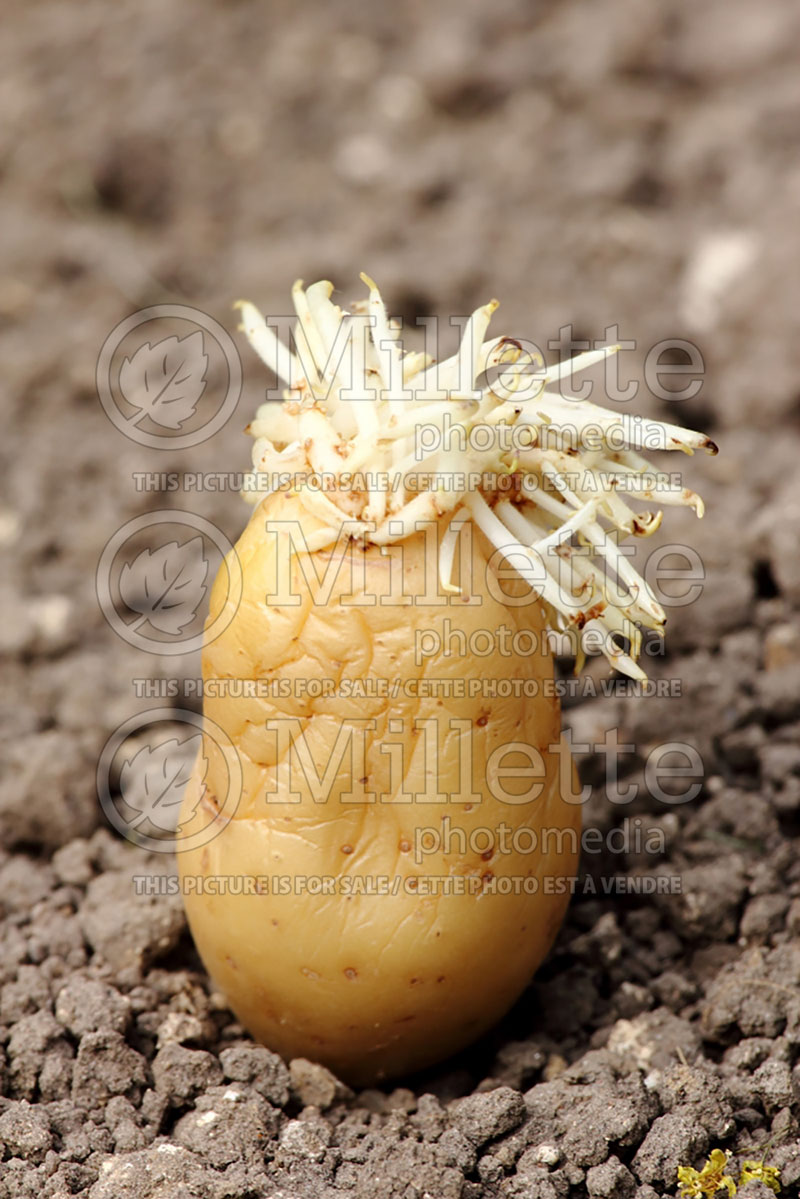 Solanum Amandine (Potato vegetable – pomme de terre) 1  