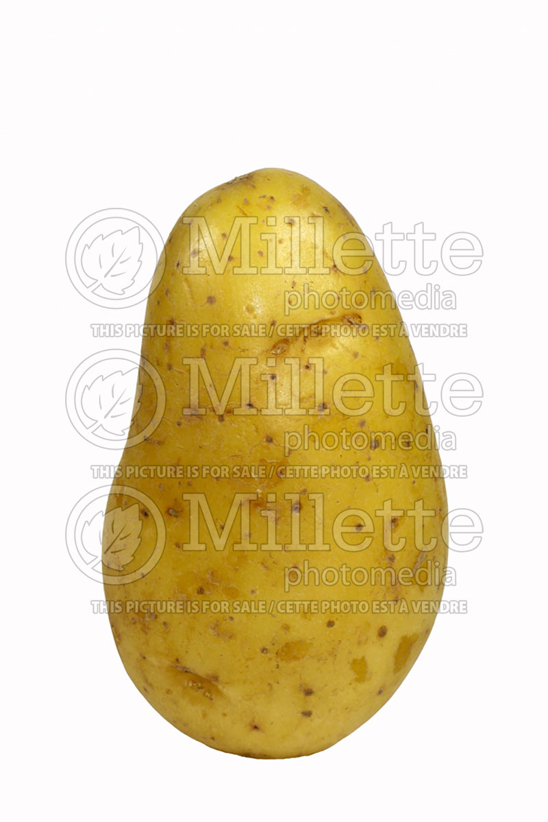 Solanum Annabelle (Potato vegetable – pomme de terre) 1  