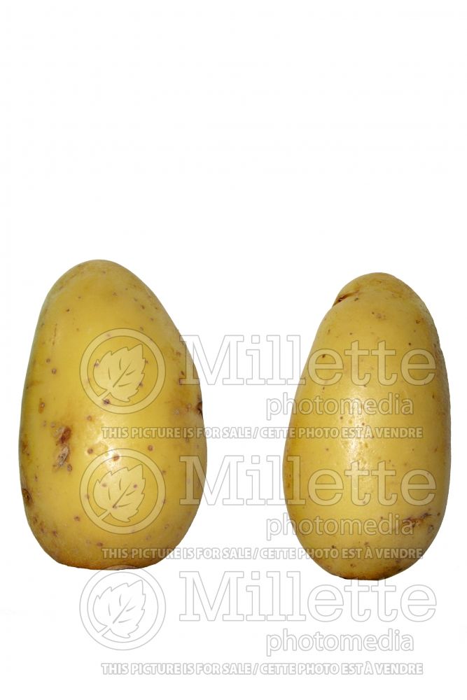 Solanum Charlotte (Potato vegetable – pomme de terre) 2  