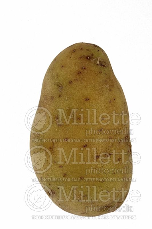 Solanum Marilyn (Potato vegetable – pomme de terre) 1  