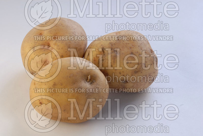 Solanum Yukon Gold (Potato vegetable – pomme de terre) 2