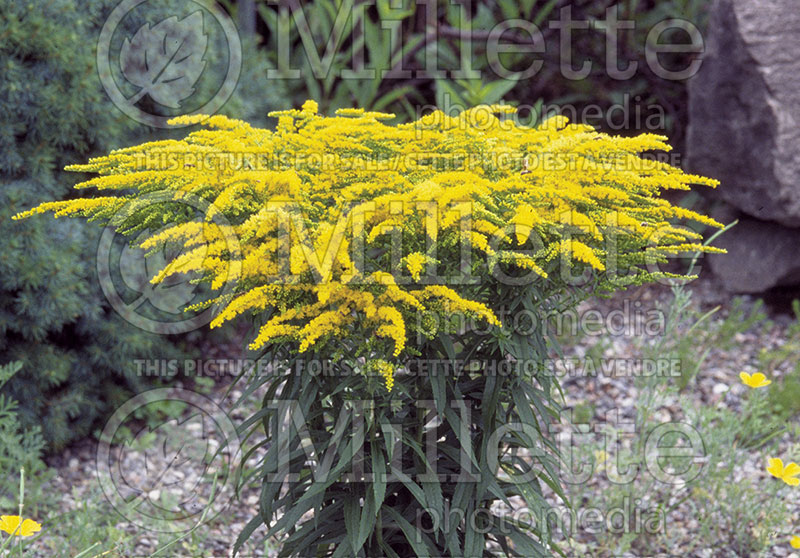 Solidago Crown of Rays (Goldenrod) 1
