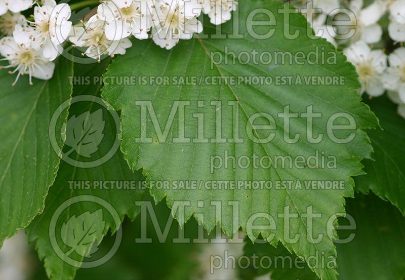 Sorbus alnifolia (Ash Alder-leafed Whitebeam or Korean Whitebeam)  3