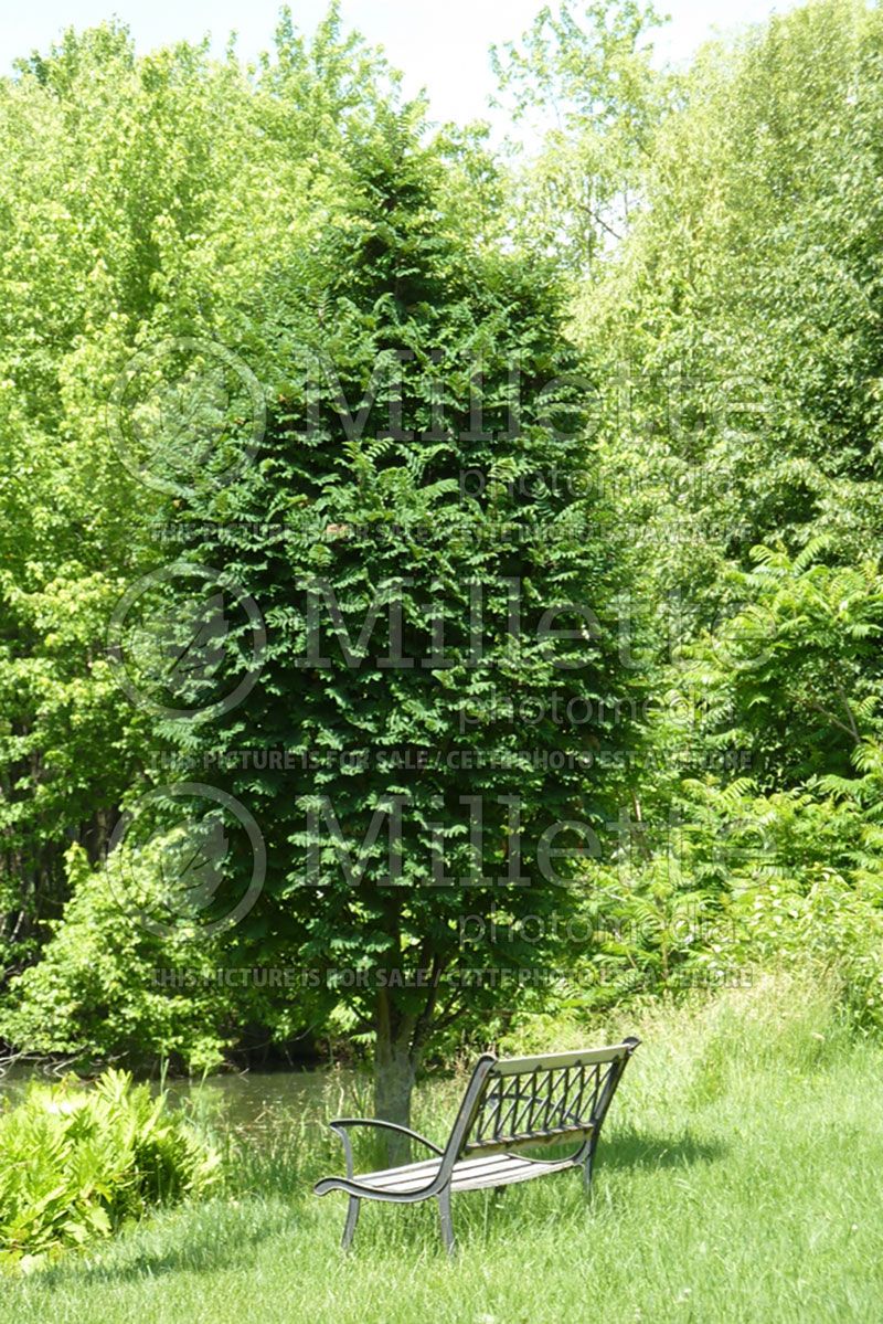 Sorbus Fastigiata (Oakleaf Mountain Ash)  2