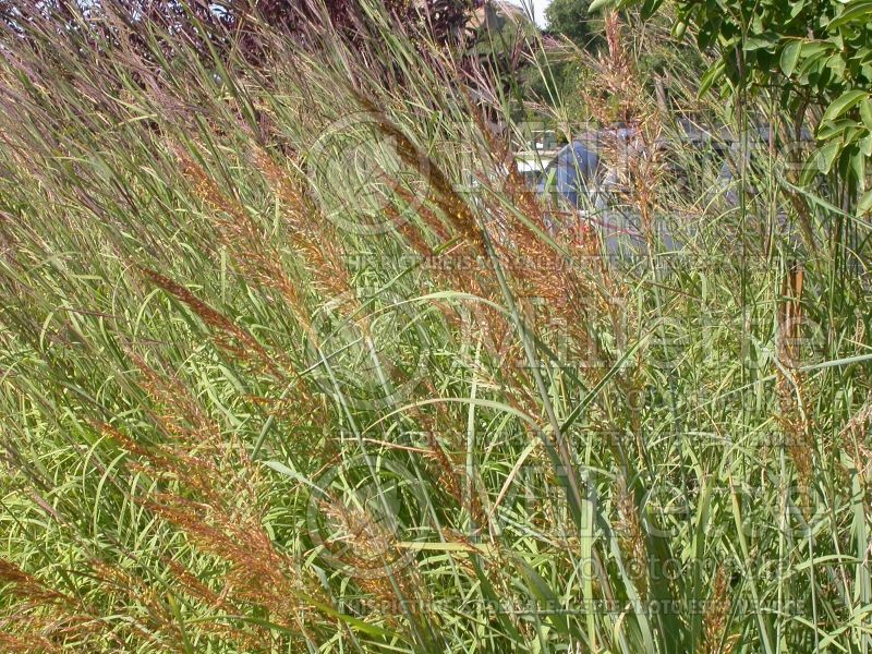 Sorghastrum nutans (Indian Grass) 3 