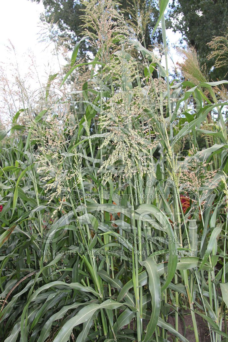 Sorghum drummondii (Sudan grass)  1