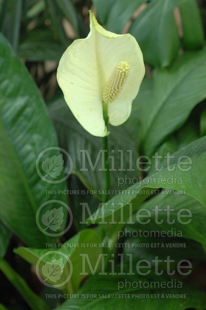 Spathiphyllum (peace lily) 3