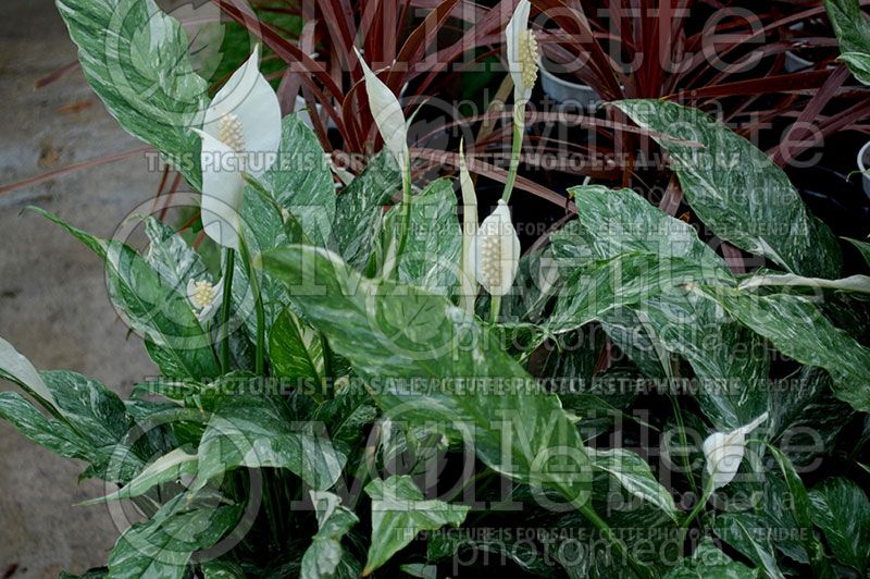 Spathiphyllum variegata (Variegated Peace Lily) 1