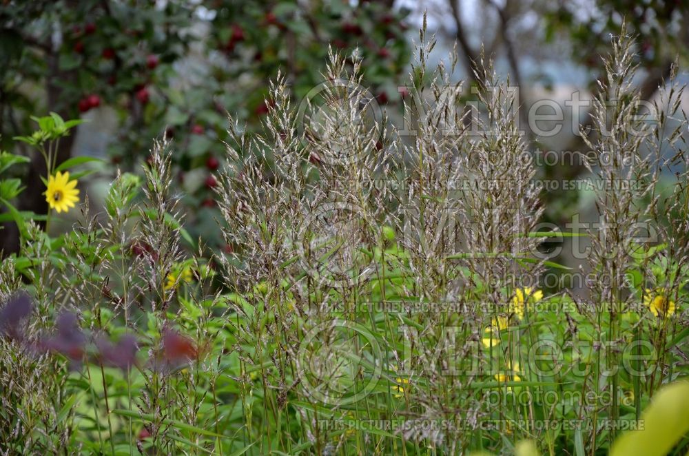 Spodiopogon sibiricus (Frost Grass, Ornamental grass) 2