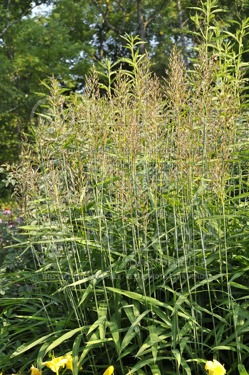 Spodiopogon sibiricus (Frost Grass, Ornamental grass) 1 