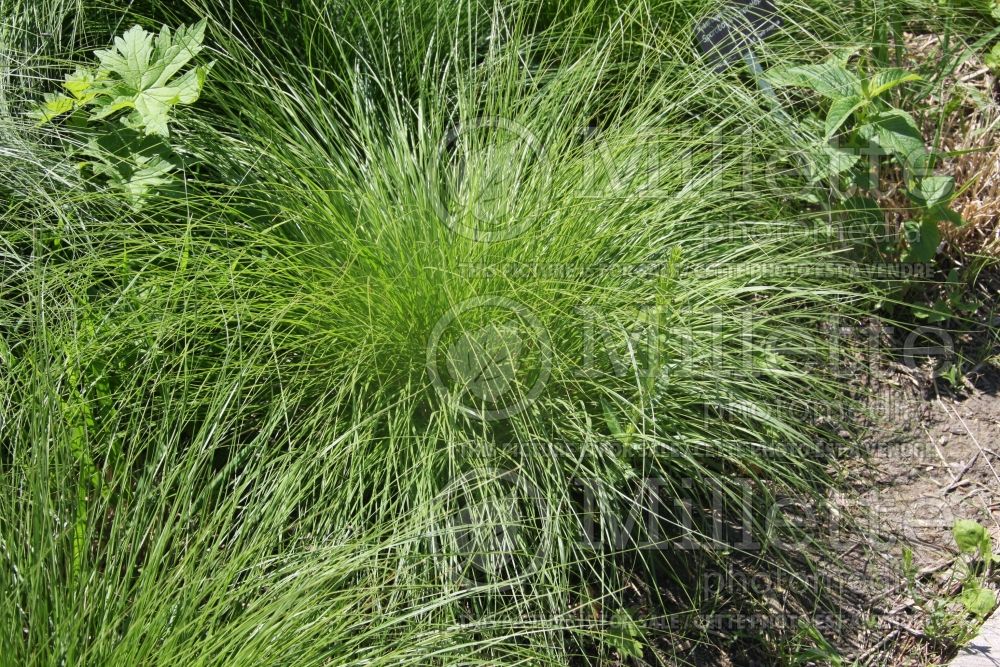 Sporobolus heterolepis (Short-scaled Dropseed Ornamental Grass)  1