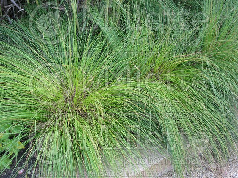 Sporobolus heterolepis (Short-scaled Dropseed Ornamental Grass) 3 