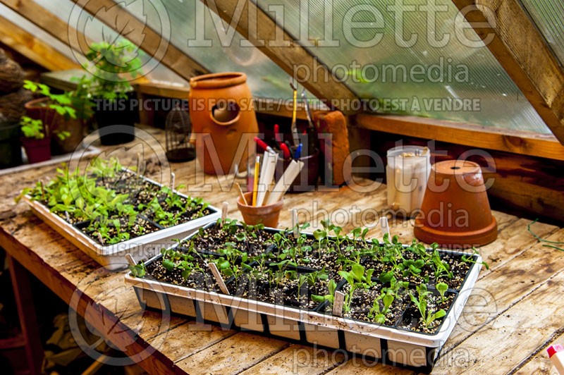 Starting plants on potting table - garden works 1