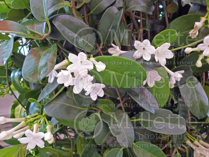 Stephanotis floribunda (Madagascar jasmine) 1