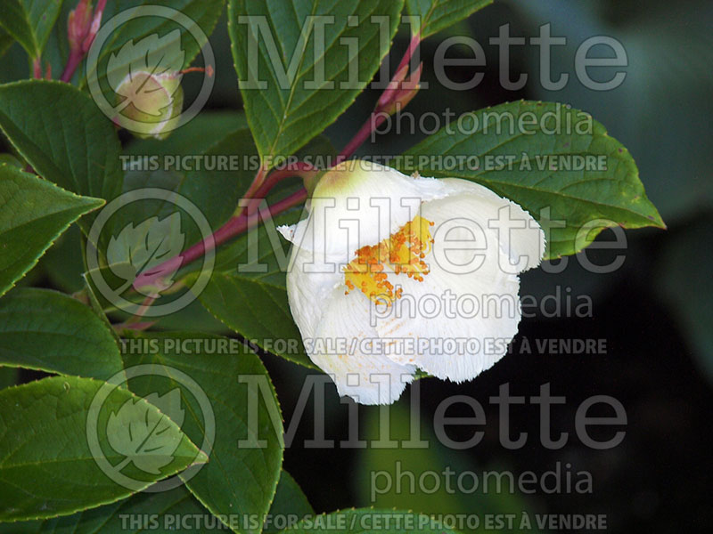 Stewartia pseudocamellia (Japanese stewartia) 4 