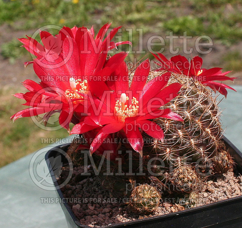 Sulcorebutia verticillacantha v. cuprea (Cactus) 1 