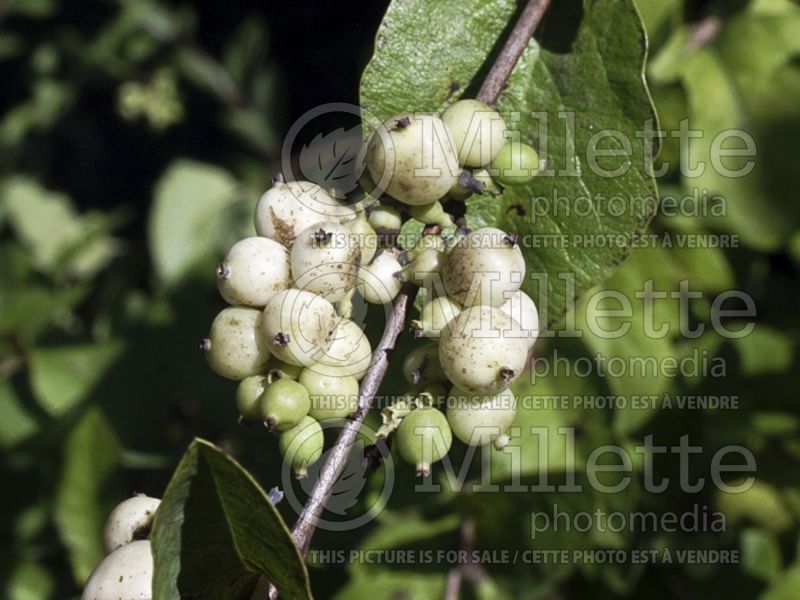 Symphoricarpos albus (Snowberry - Symphorine) 1 