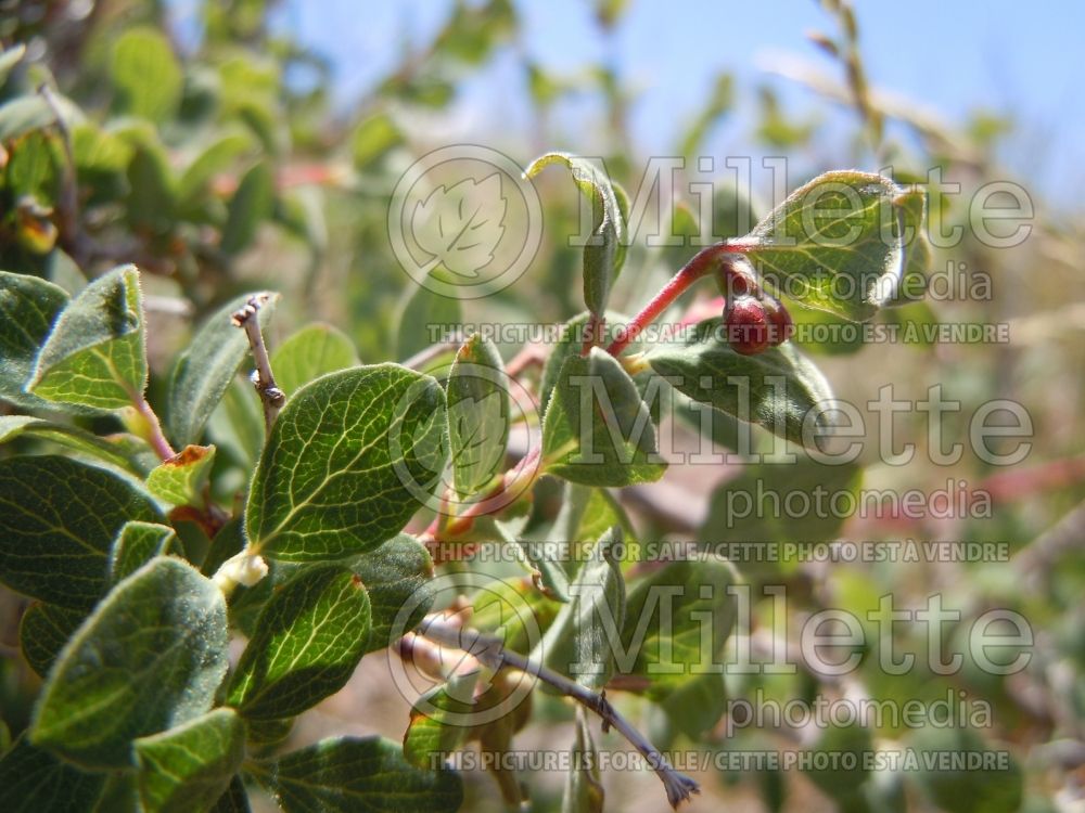 Symphoricarpos oreophilus (Snowberry) 2 