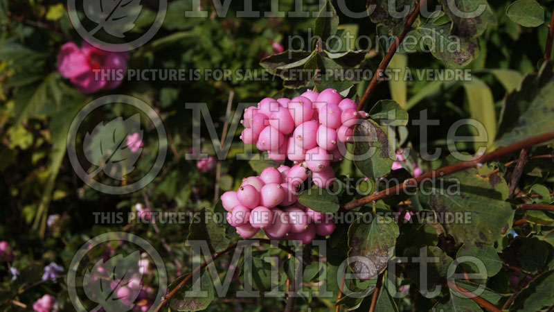 Symphoricarpos Sweet Sensation or Kolmagics (Snowberry) 6 