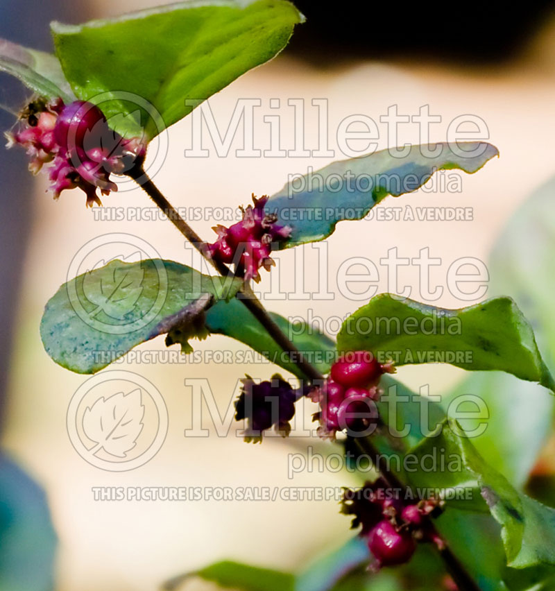 Symphoricarpos Magic Berry (Snowberry) 2 