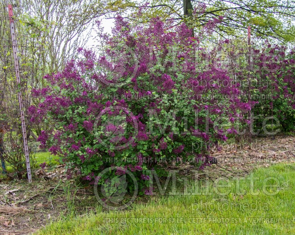 Syringa Bloomerang Dark Purple (Lilac)  2