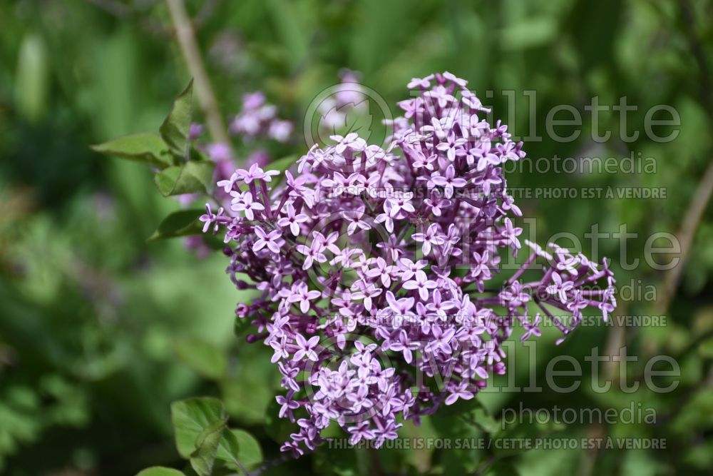 Syringa Bloomerang Dark Purple (Lilac)  1