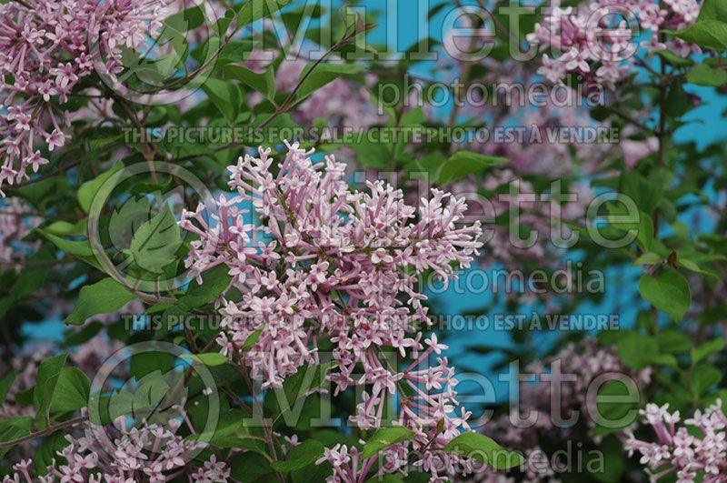 Syringa Bloomerang (Lilac) 2 