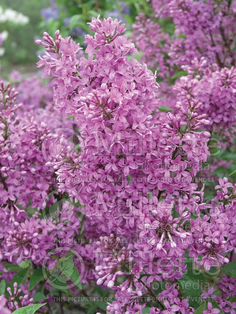 Syringa Saugeana (Chinese Lilac) 1