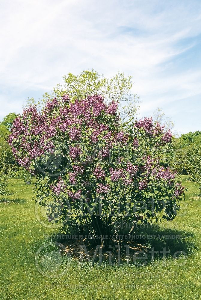 Syringa Asessippi (Lilac) 1