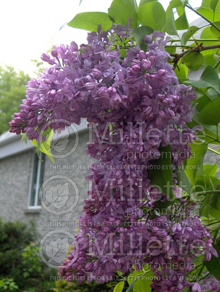 Syringa Lavender Lady (Lilac) 6