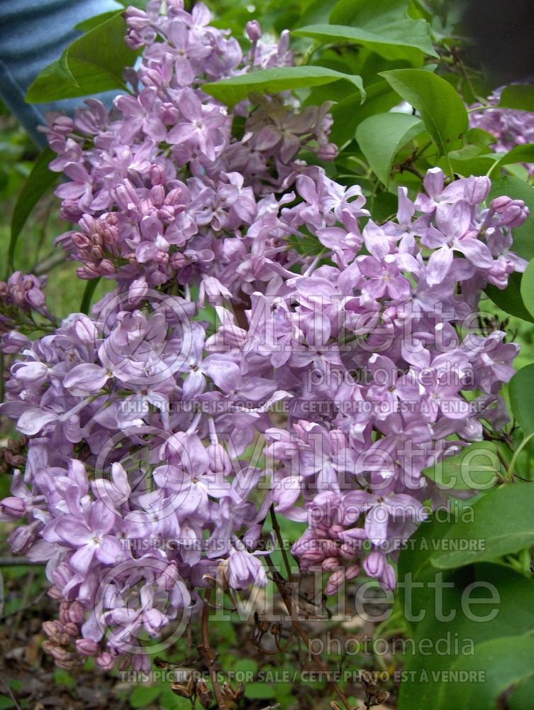 Syringa Lavender Lady (Lilac) 7
