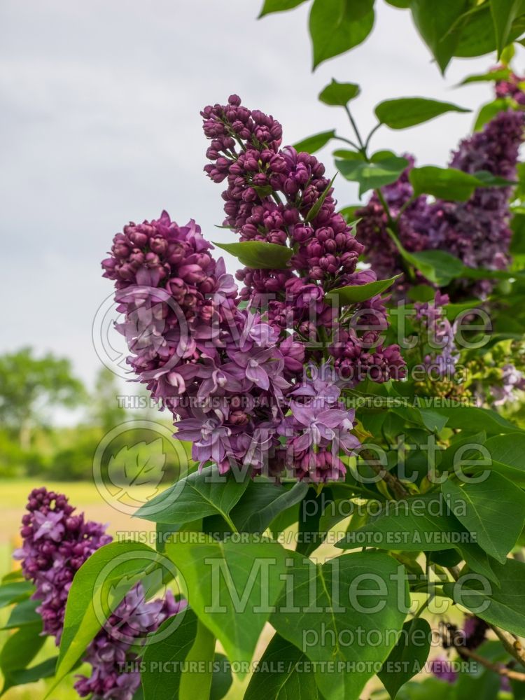 Syringa Lavender Lady (Lilac) 5