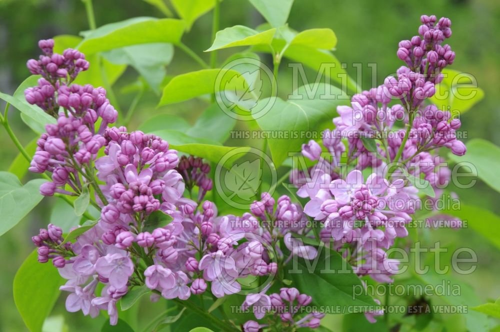 Syringa Maiden's Blush (Lilac) 1
