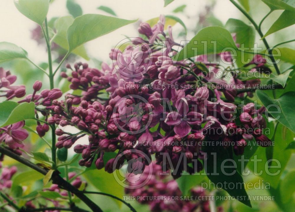 Syringa Purple Glory (Lilac) 1