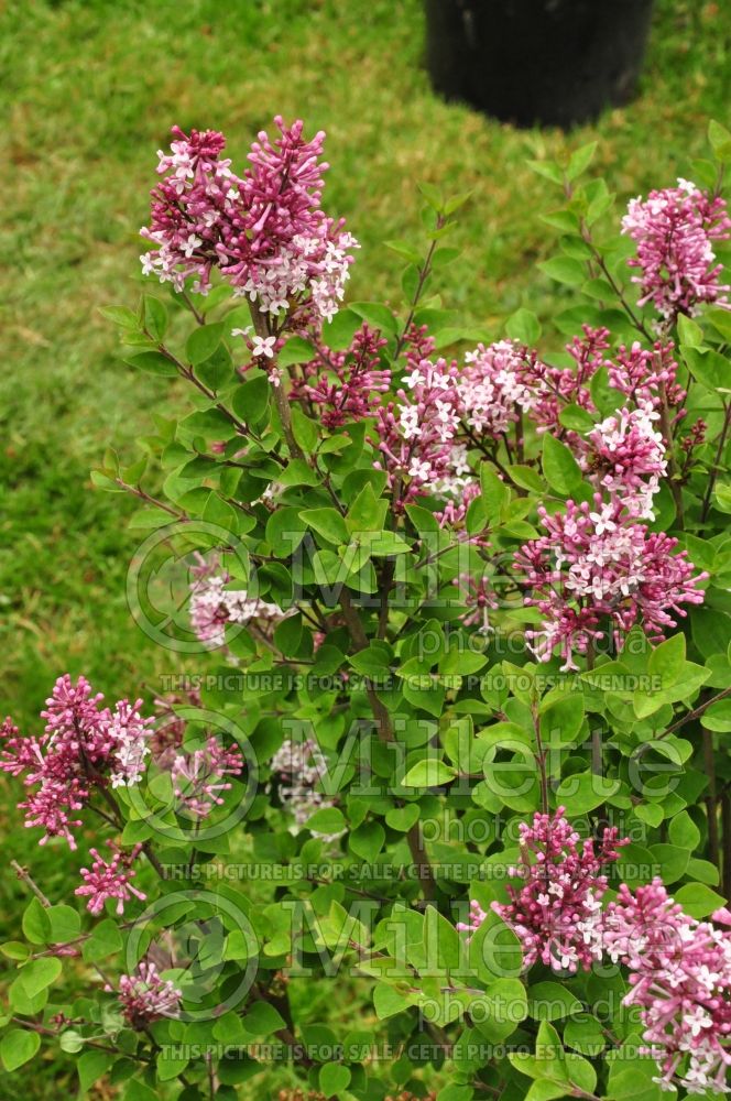 Syringa Josee (Chinese Lilac) 2Syringa Josee (Chinese Lilac) 3 