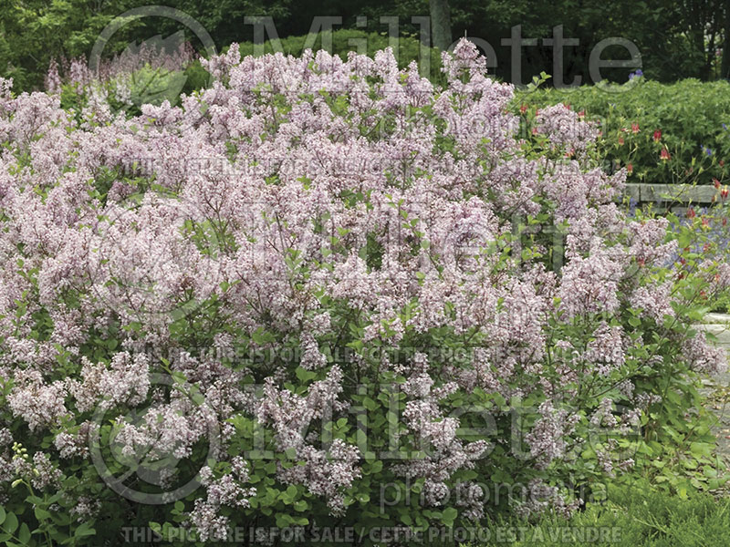 Syringa Palibin (Chinese Lilac) 7 