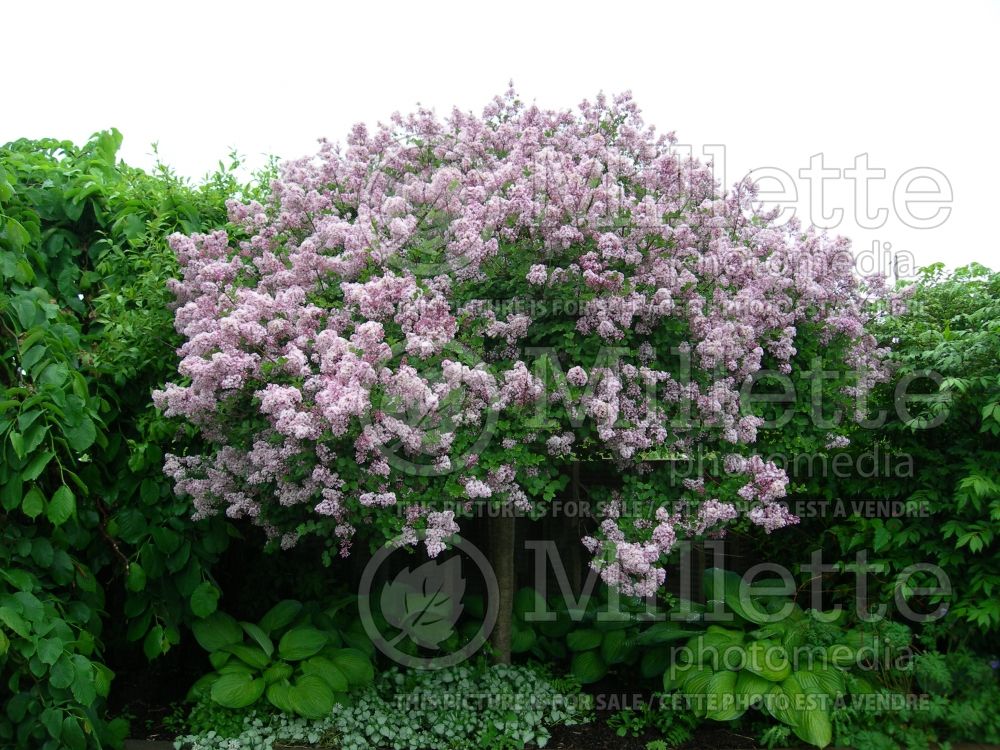 Syringa Palibin (Chinese Lilac) 3 