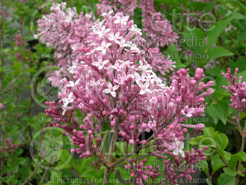 Syringa Palibin (Chinese Lilac) 4 