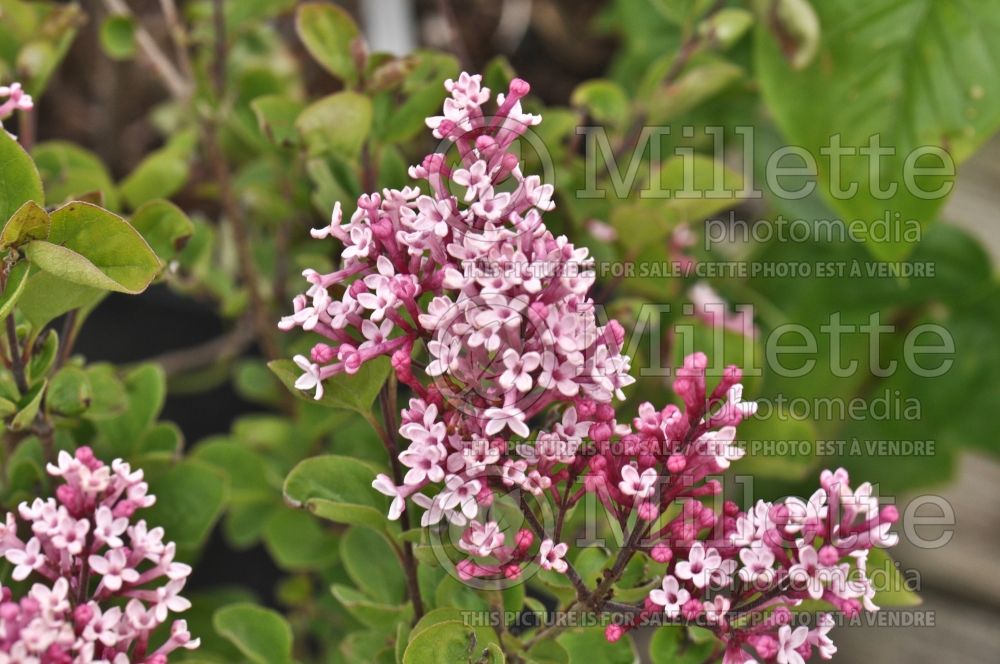 Syringa Tinkerbelle or Bailbelle (Lilac) 2 