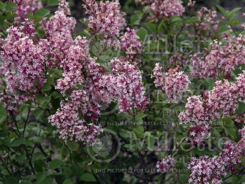 Syringa Tinkerbelle or Bailbelle (Lilac) 6 