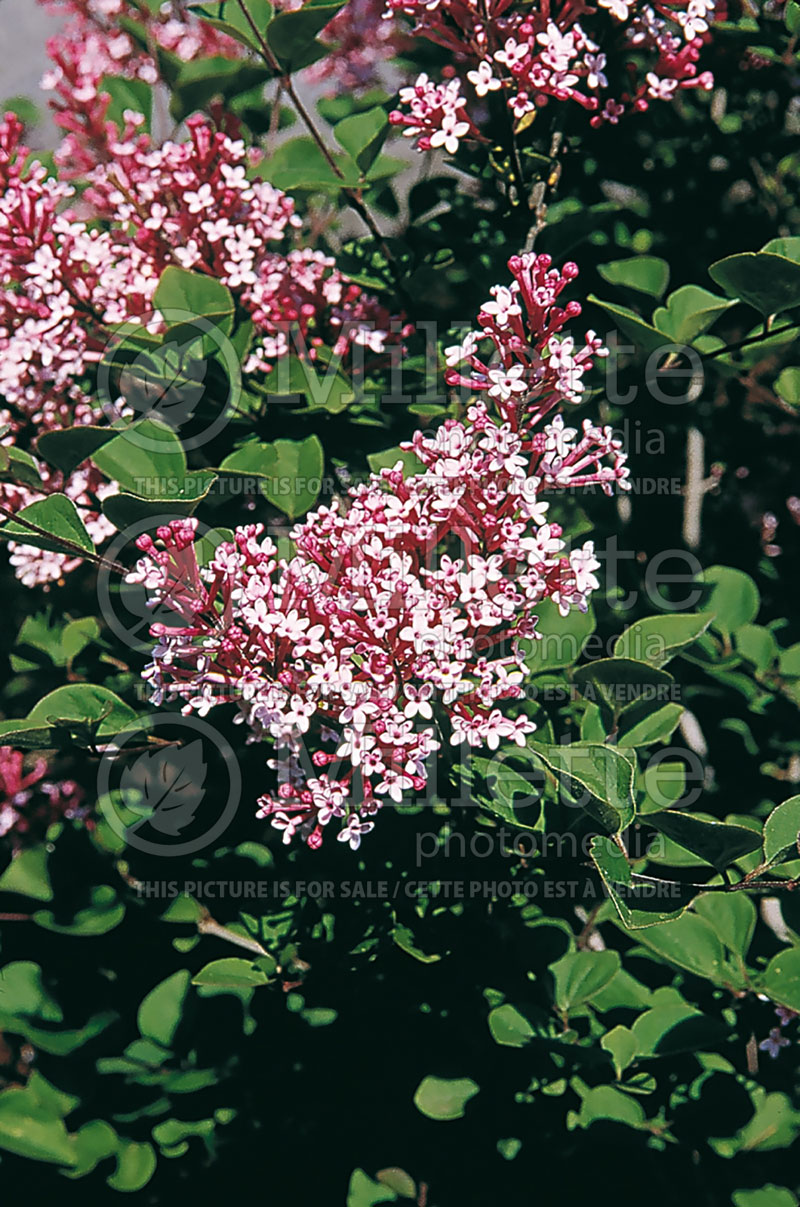 Syringa Tinkerbelle or Bailbelle (Lilac) 1 