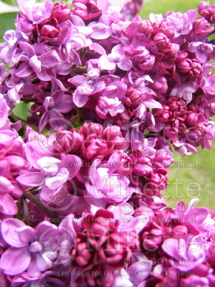 Syringa Adelaide Dunbar (Lilac)  2