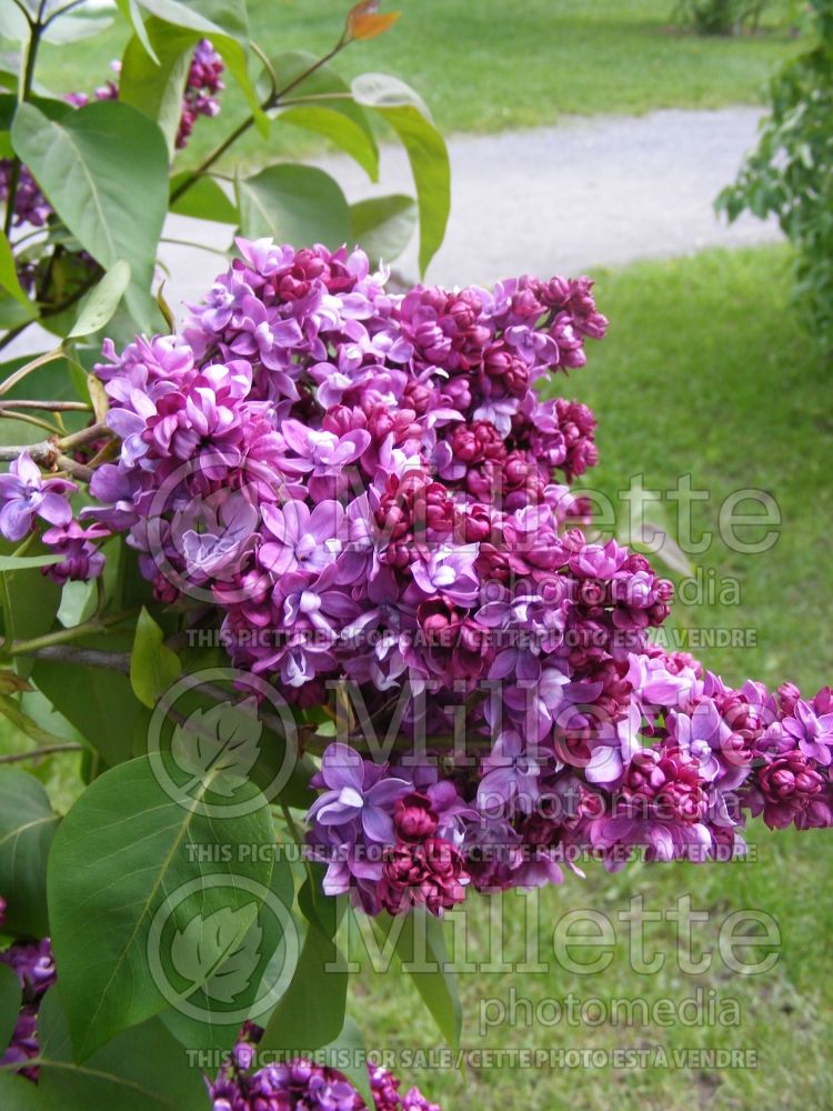 Syringa Adelaide Dunbar (Lilac)  1