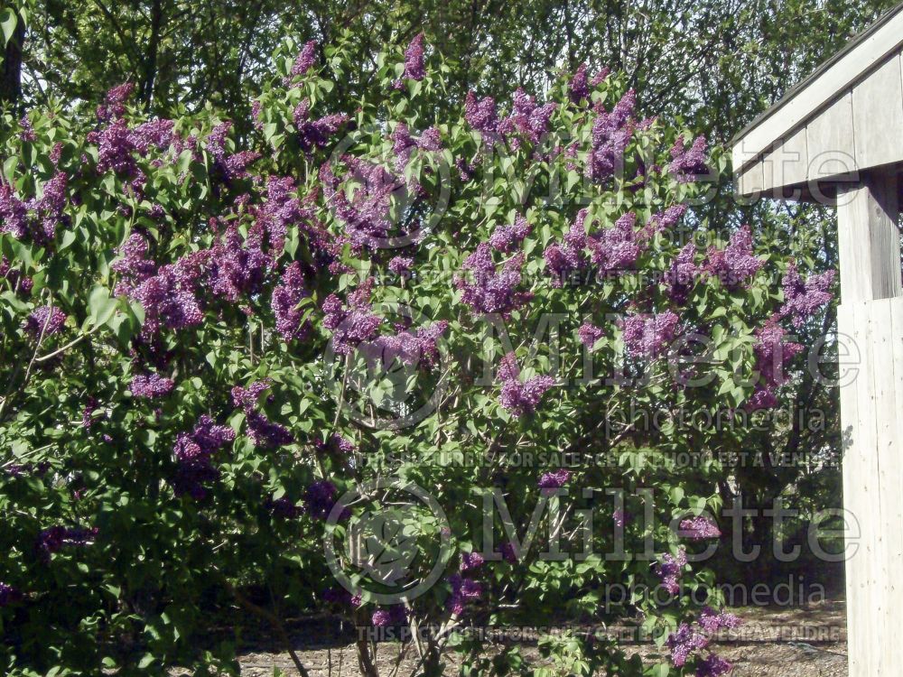 Syringa Albert F. Holden (French Lilac) 1