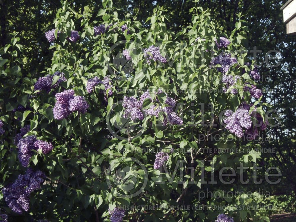 Syringa Albert F. Holden (French Lilac) 3